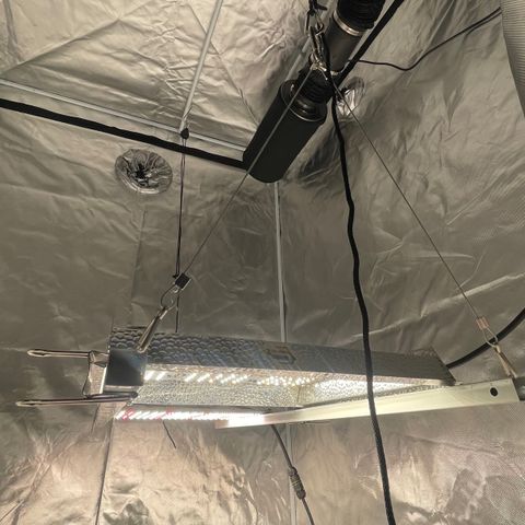 Mac 1 growlog photo: New light rack installed with 1-1000wt led and 1-400wt led
Spaced 4” apart at 16” above canopy