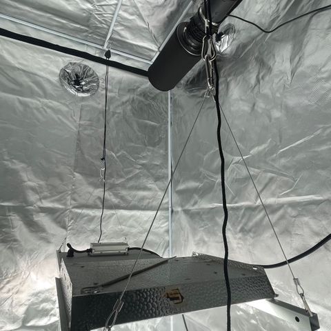 Mac 1 growlog photo: New light rack installed with 1-1000wt led and 1-400wt led
Spaced 4” apart at 16” above canopy