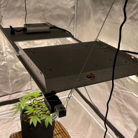 Mac 1 growlog photo: New light rack installed with 1-1000wt led and 1-400wt led
Spaced 4” apart at 16” above canopy