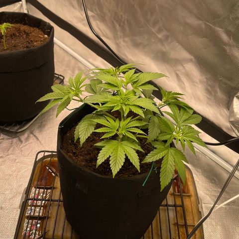 Noble G growlog photo: Random pics