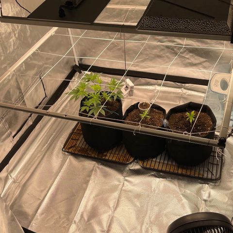 Mac 1 growlog photo: Installed first scRog trellis rack