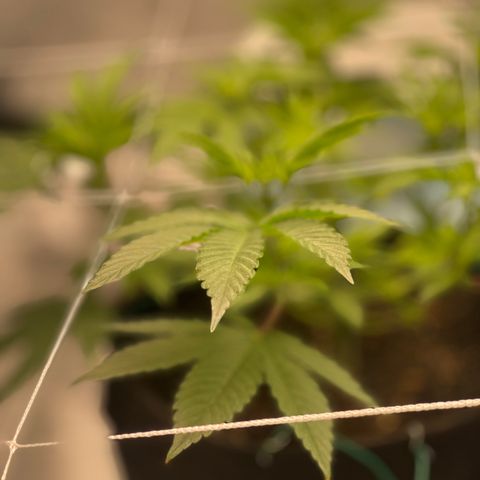 Mac 1 growlog photo: Added SCRog rack