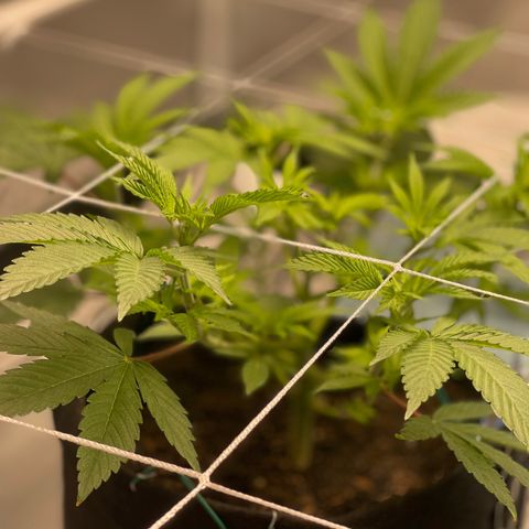 Mac 1 growlog photo: Added SCRog rack