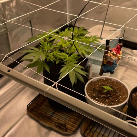 Mac 1 growlog photo: Added SCRog rack