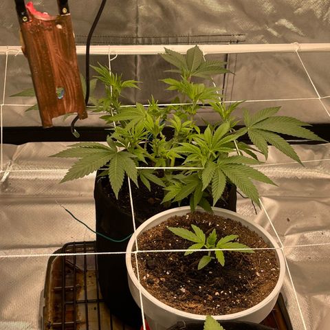Mac 1 growlog photo: Days, hours, minutes,seconds  before the flip! She is ready! The smaller ones will be flipped as well let’s go!