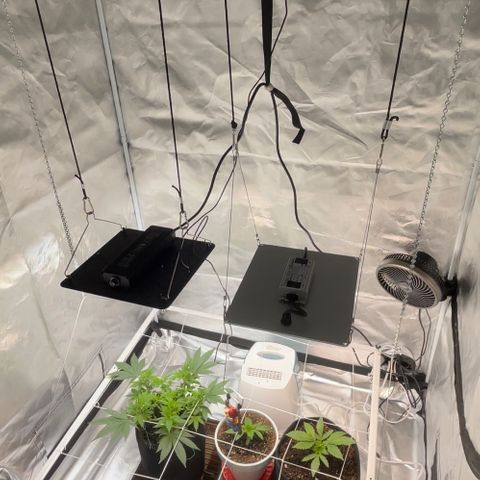 Mac 1 growlog photo:  We ac infinity s22 ionboard!
Wow!!