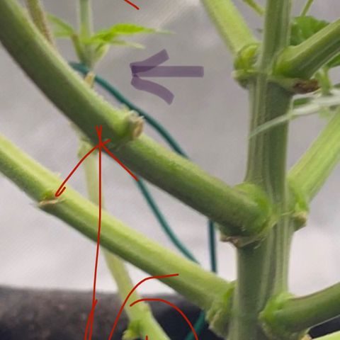 Mac 1 growlog photo: Random pics