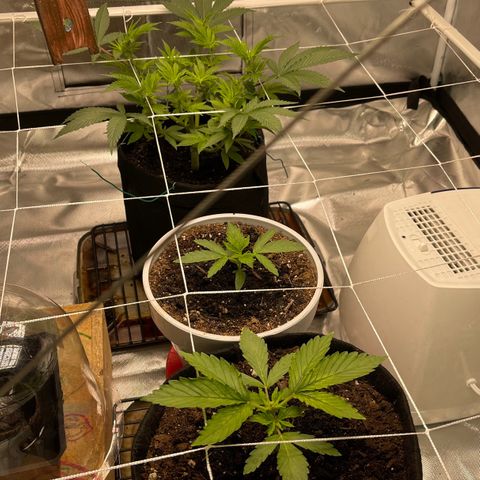 Mac 1 growlog photo: Random pics