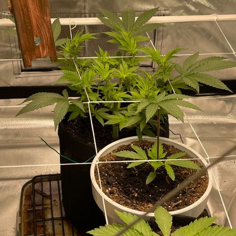 Mac 1 growlog photo: Random pics