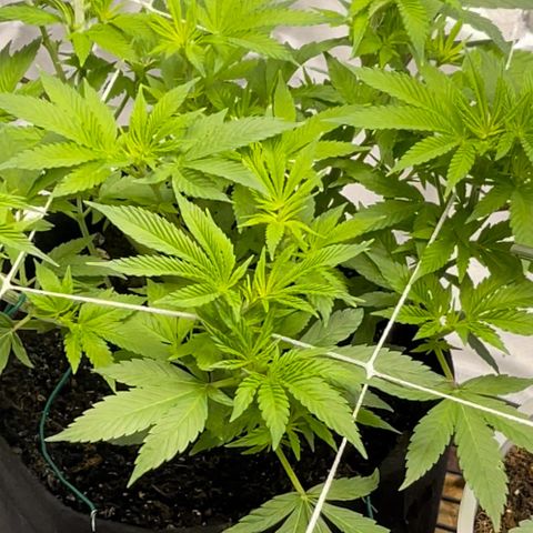 Mac 1 growlog timeline photo