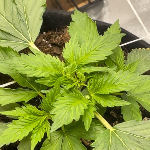 Mac 1 growlog timeline photo