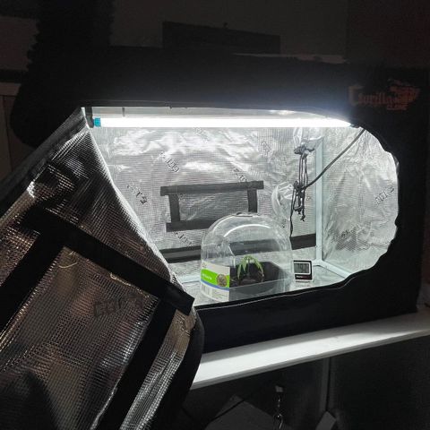 Noble G growlog photo: MINI GORILLA TENT ADDED FOR CLONES AND SEEDLINGS.