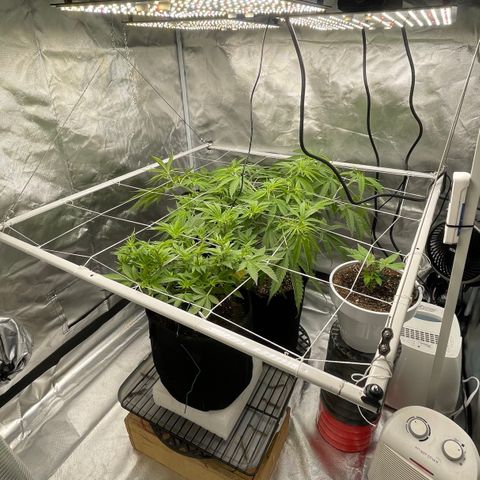 Mac 1 growlog photo: Adde durban poison to the tent from uncle Simon