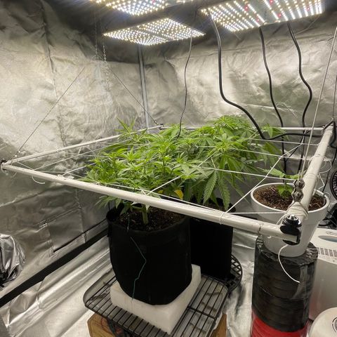 Mac 1 growlog photo: A few pics