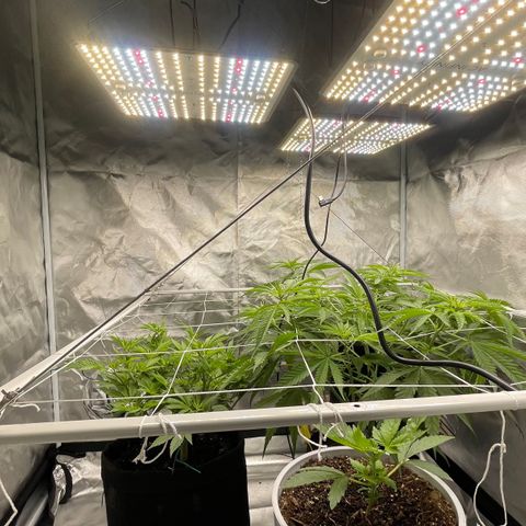 Mac 1 growlog photo: A few pics