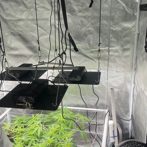 Mac 1 growlog photo: A few pics