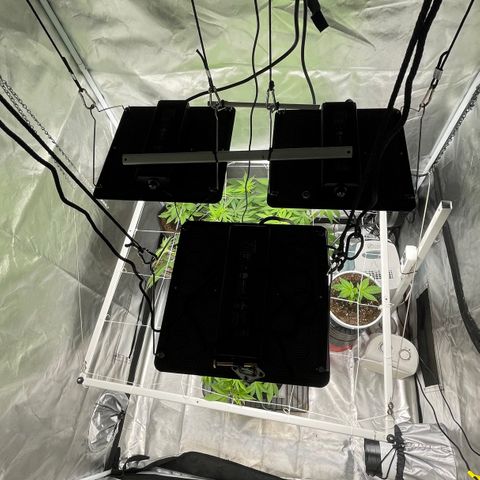 Mac 1 growlog photo: A few pics
