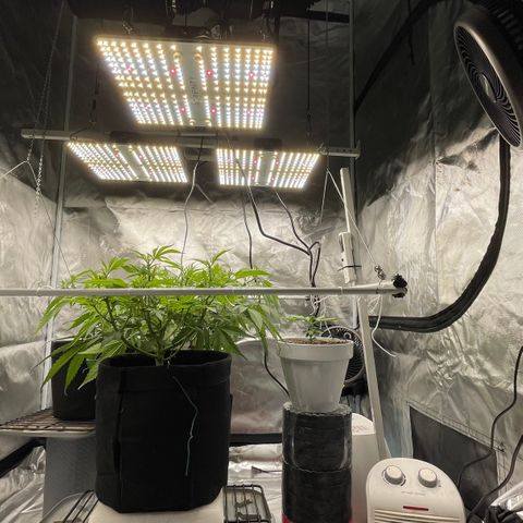 Mac 1 growlog photo: A few pics