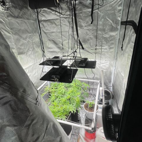 Mac 1 growlog photo: A few pics
