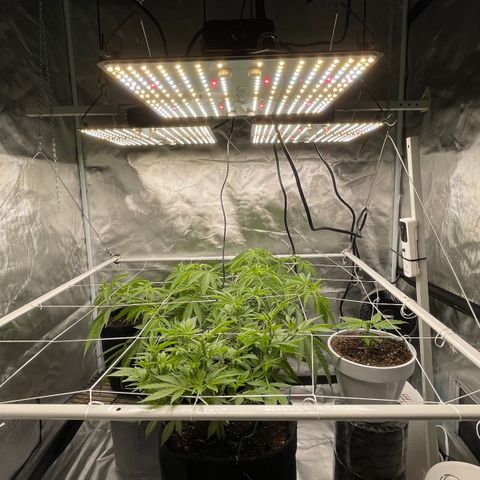 Mac 1 growlog photo: A few pics