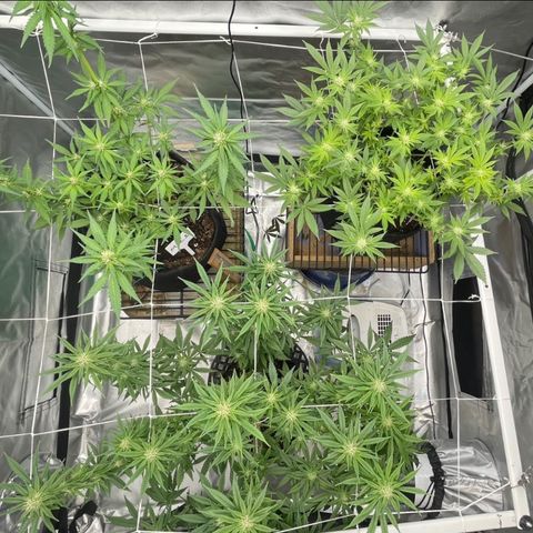 Mac 1 growlog photo: Las muchachas