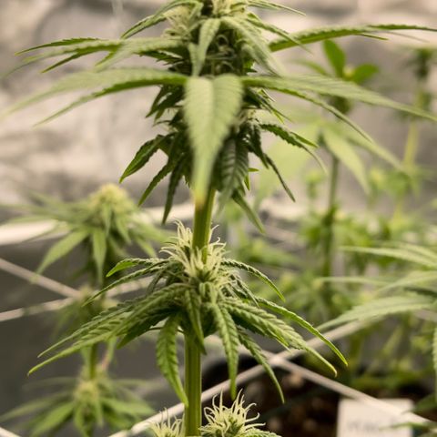 Mac 1 growlog photo: El mac uno gettin it