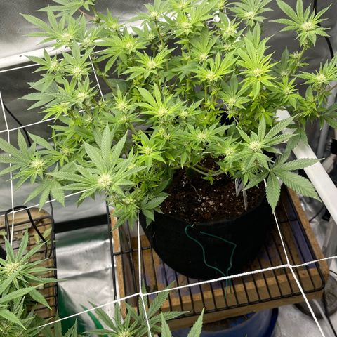 Noble G growlog photo: Noble as can be ole Noble G