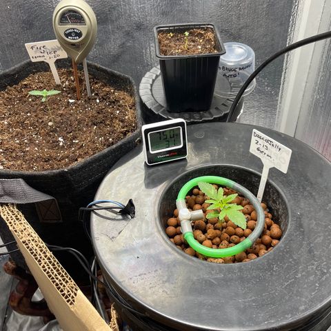 Mac 1 growlog photo: Babies
