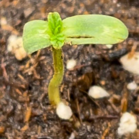 Mac 1 growlog photo: Of bruce banner no4??