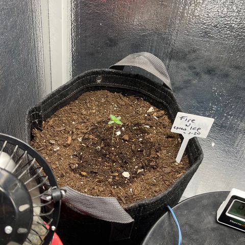 Mac 1 growlog photo: Lil fire and ice for the back aches