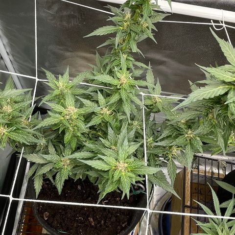Mac 1 growlog photo: Colitas
