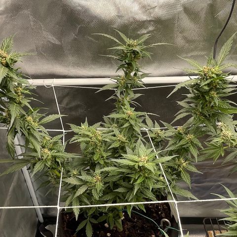 Mac 1 growlog photo: Colitas
