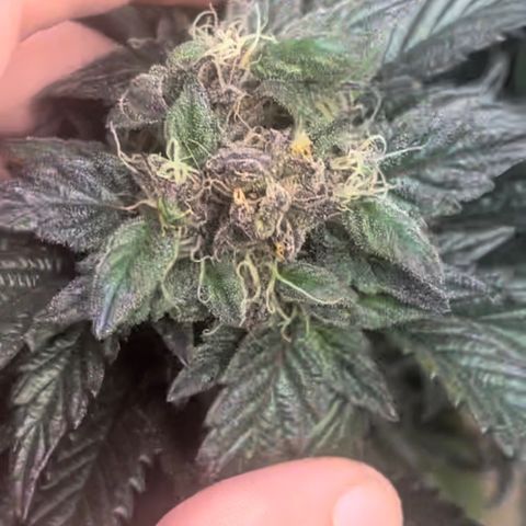 Mac 1 growlog photo: Colitas