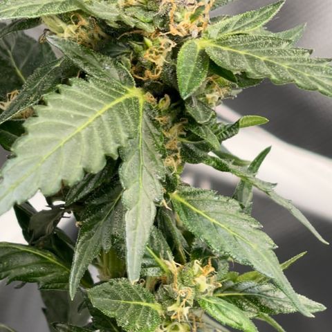 Mac 1 growlog photo: Colitas