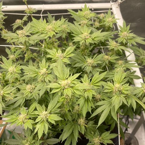 Noble G growlog photo: Colitas