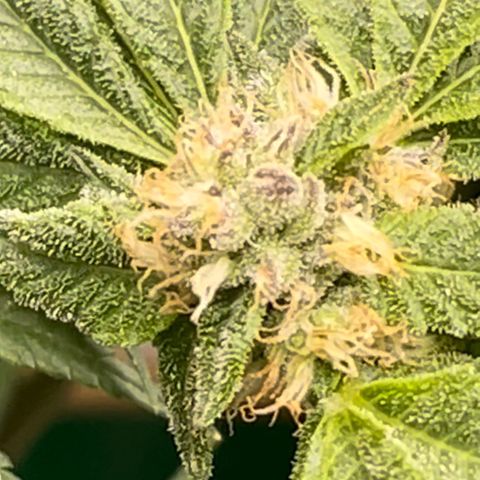 Noble G growlog photo: Colitas