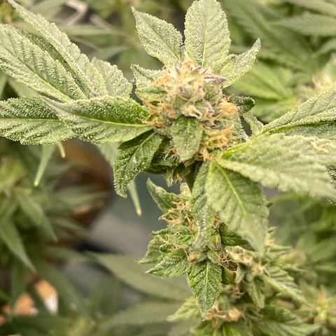 Noble G growlog photo: Colitas