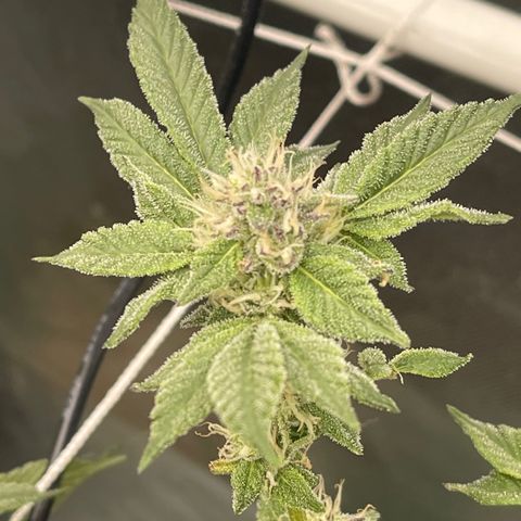 Noble G growlog photo: Colitas