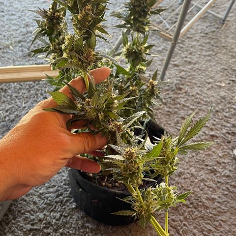 Mac 1 growlog photo: Got the chop drying mode activated 