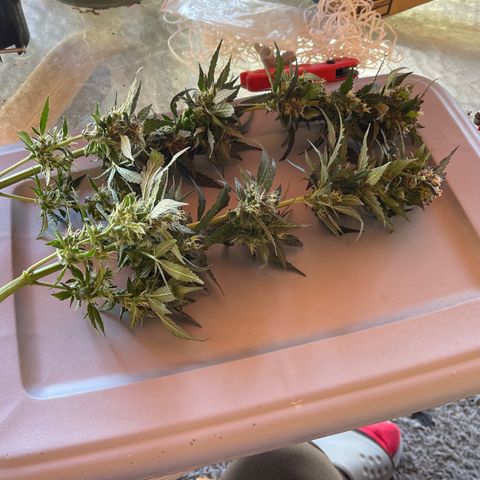 Mac 1 growlog photo: Got the chop drying mode activated 