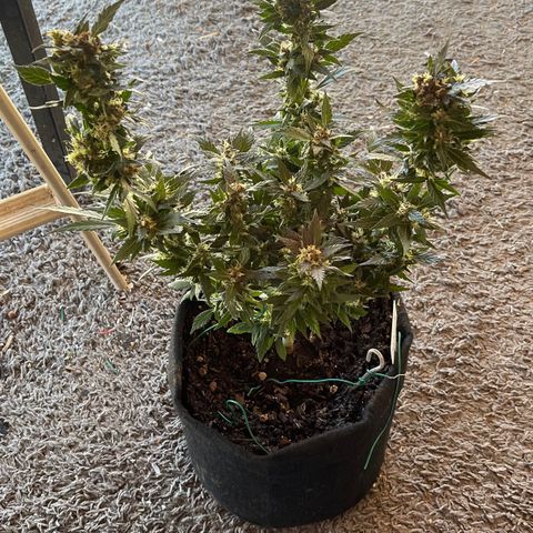 Mac 1 growlog photo: Got the chop drying mode activated 