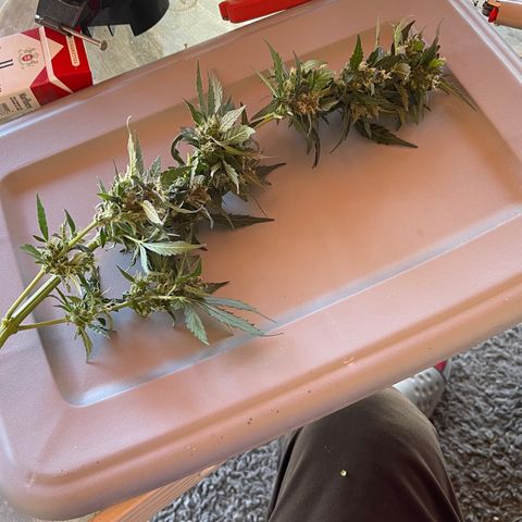 Mac 1 growlog photo: Got the chop drying mode activated 