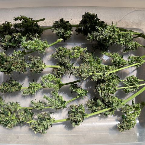 Mac 1 growlog photo: Got the chop drying mode activated 