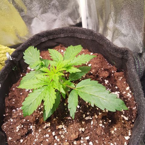 Cheese Auto Pauline  growlog timeline photo