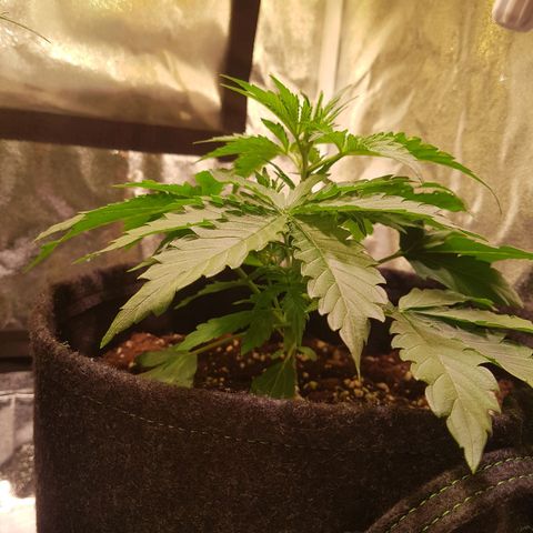 Cheese Auto Pauline  growlog photo: Tag 20