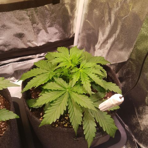 Cheese Auto Pauline  growlog photo: Tag 20