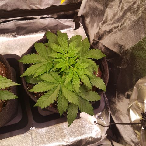 Cheese Auto Pauline  growlog photo: Tag 20