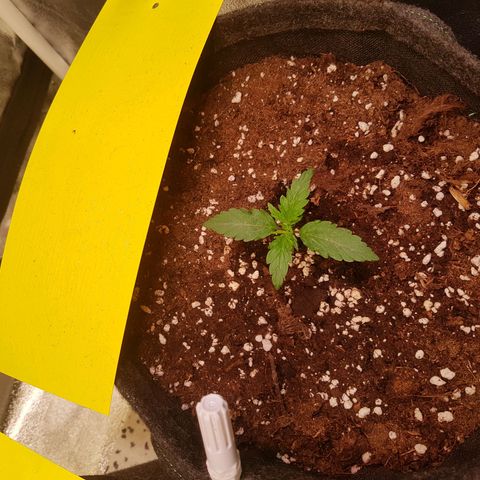 Cheese Auto Pauline  growlog timeline photo