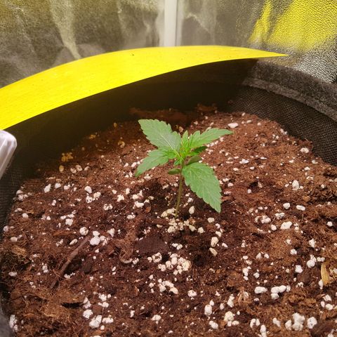 Cheese Auto Pauline  growlog timeline photo