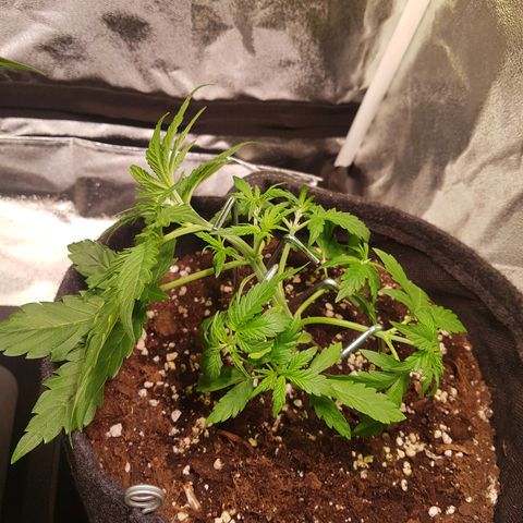 Cheese Auto Pauline  growlog photo: nachm Training 
